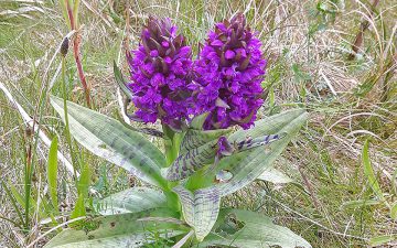 Brede orchis