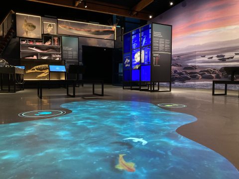 Interactief vloerspel-tentoonstelling Wonderlijk Wad-zonder bezoek