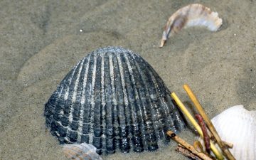 Fossiele hartschelp