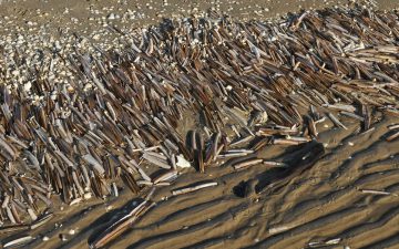 Zwaardschedes op het strand