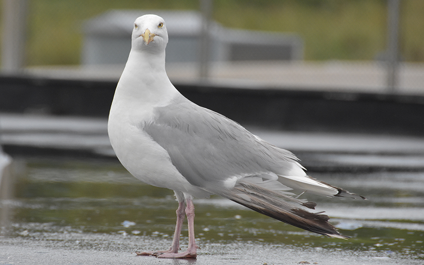 Moderator Schandalig In dienst nemen Veel verschillende vogels - Ecomare | Ecomare Texel