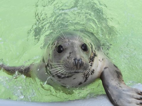 Kerstvakantie Texel 2020 Ecomare