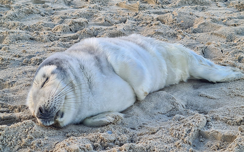 Eerste zeehondenpup in de opvang van Ecomare