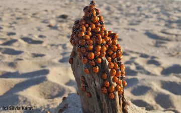 Vragen aan de conservator - lieveheersbeestjes op het strand
