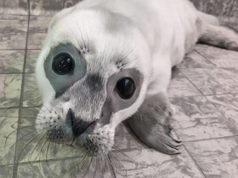 Eerste zeehondenpup van het seizoen in de opvang van Ecomare