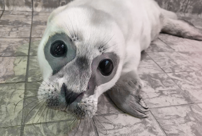 Eerste zeehondenpup van het seizoen in de opvang van Ecomare