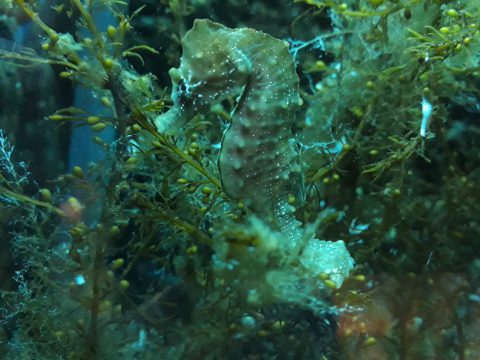 Zeepaardje in opvang-aquarium Ecomare (c) Ecomare Texel