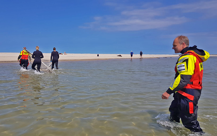 Zeehond verlost van haken op de Razende Bol