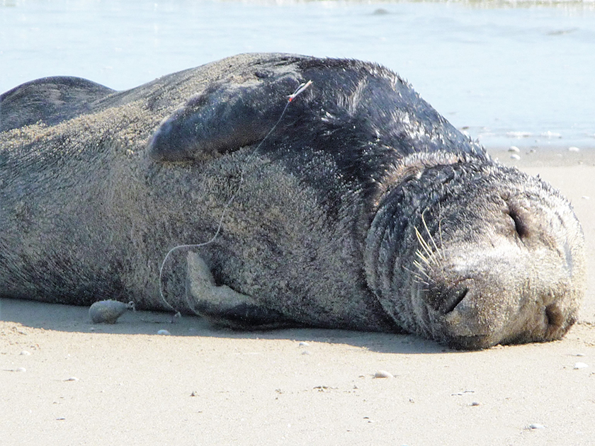 Zeehond met vishaken (c) Wilma Eelman