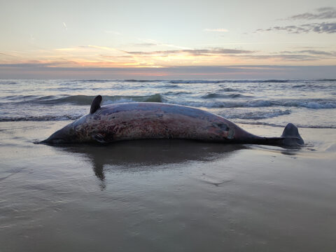Spitssnuitdolfijn op Texel