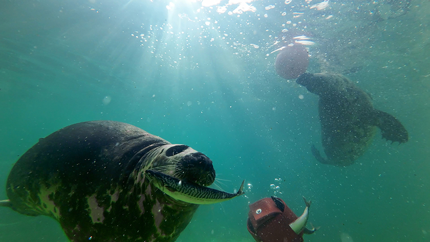 Onderwaterfoto van grijze zeehond Annie die een makreel heeft bemachtigd uit de kubus.