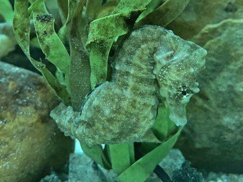 Zeepaardje in het wier, bijna onzichtbaar doordat het visje dezelfde kleur heeft als het wier