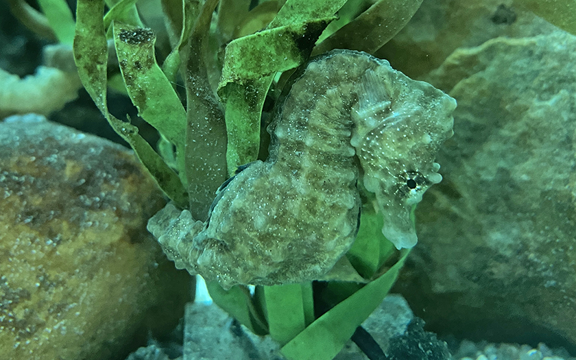 Zeepaardje in het wier, bijna onzichtbaar doordat het visje dezelfde kleur heeft als het wier