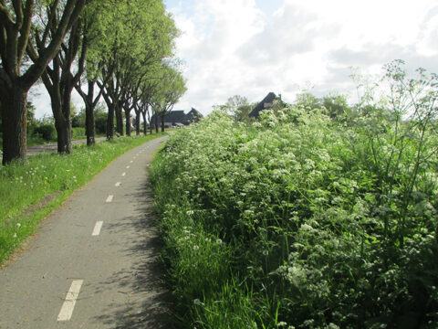 Berm langs fietspad vol bloeiend fluitenkruid