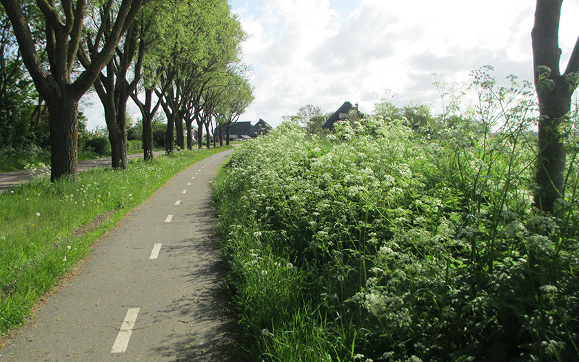 Berm langs fietspad vol bloeiend fluitenkruid