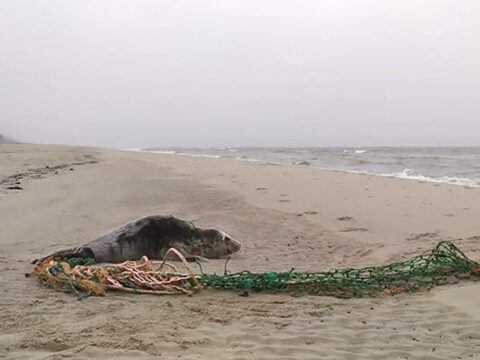 Zeehond met enorm net op het strand