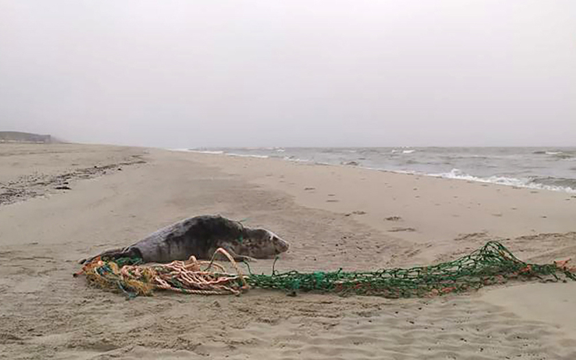 Zeehond met enorm net op het strand