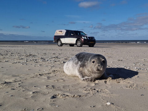 Zeehond op het strand, Ecomare-auto op de achtergrond.