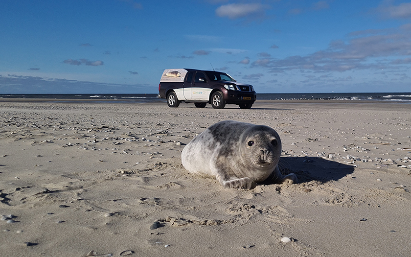 Zeehond op het strand, Ecomare-auto op de achtergrond.