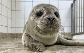 Zeehondenpup Bo in de opvang