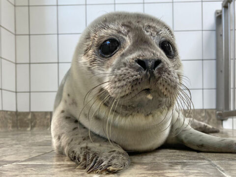 Zeehondenpup Bo in de opvang