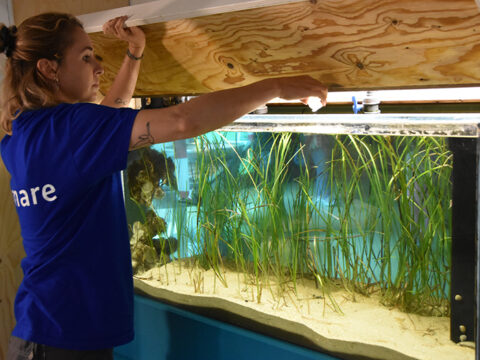 Dierverzorger bij aquarium met zeegrasplanten