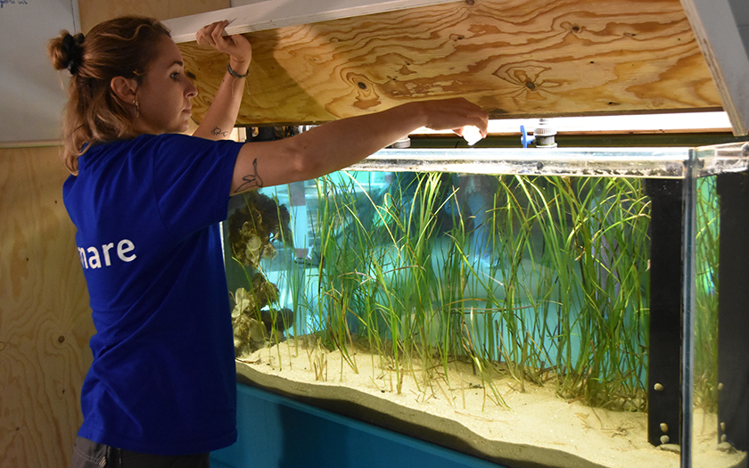 Dierverzorger bij aquarium met zeegrasplanten