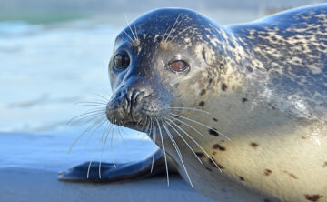 Zeehond Daan