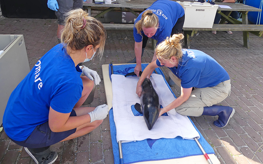 Levende bruinvis bij Ecomare wordt overgedragen aan SOS-Dolfijn