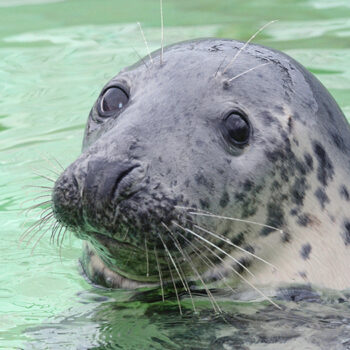 Adopteer een zeehond- Paspoort Betty