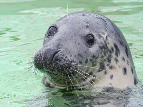 Adopteer een zeehond- Paspoort Betty