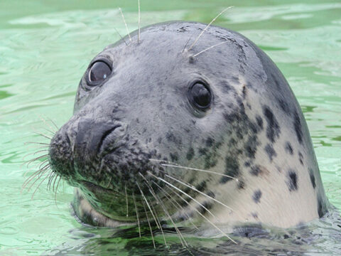 Adopteer een zeehond- Paspoort Betty