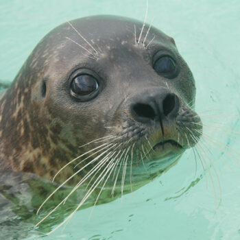 Adopteer een zeehond - Paspoort Karien