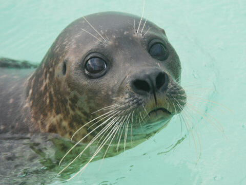 Adopteer een zeehond - Paspoort Karien