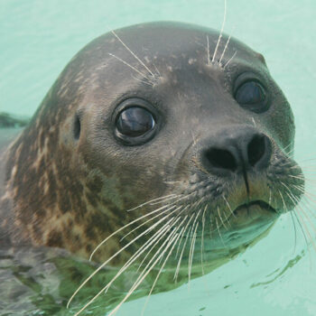 Adopteer een zeehond - Paspoort Karien