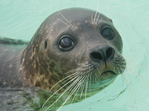 Adopteer een zeehond - Paspoort Karien