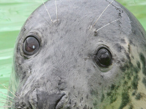 Zeehond Betty