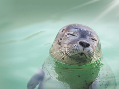 Koop je ticket bij Ecomare - zeehond in de zon