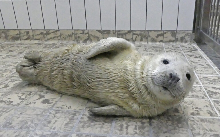 Eerste pup in opvang Ecomare - Ecomare | Ecomare Texel
