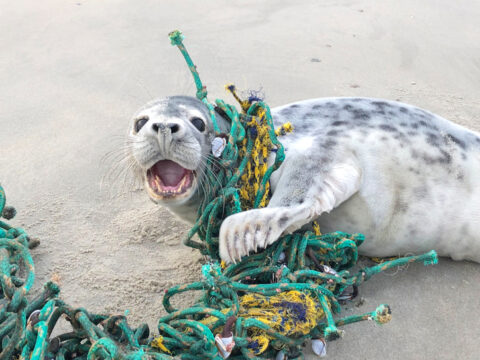 Seal Response Team - help verstrikte zeehonden