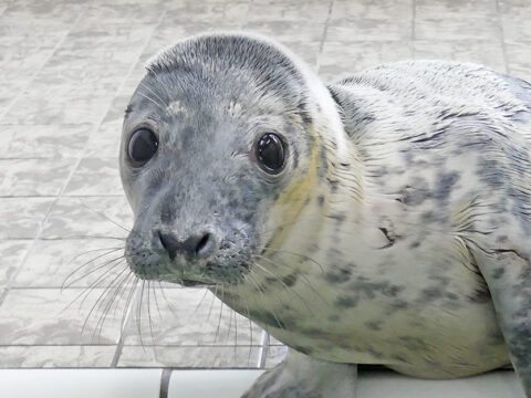 Adoptie zeehondenpup Ecomare - Evi