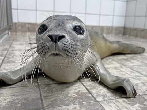 Adoptie zeehondenpup Sil Ecomare