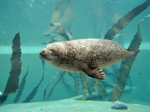 Zeehond onder water (foto René Pop)