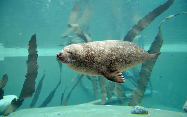 Zeehond onder water (foto René Pop)