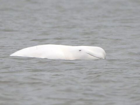 Witte dolfijn of beloega zwemmend in zee, oog en bek zichtbaar