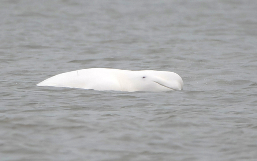 Witte dolfijn of beloega zwemmend in zee, oog en bek zichtbaar